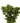 Hypericum Berry, Green