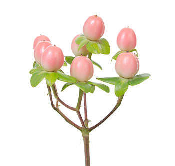 Hypericum Berry, Pink – Charlotte Flower Market
