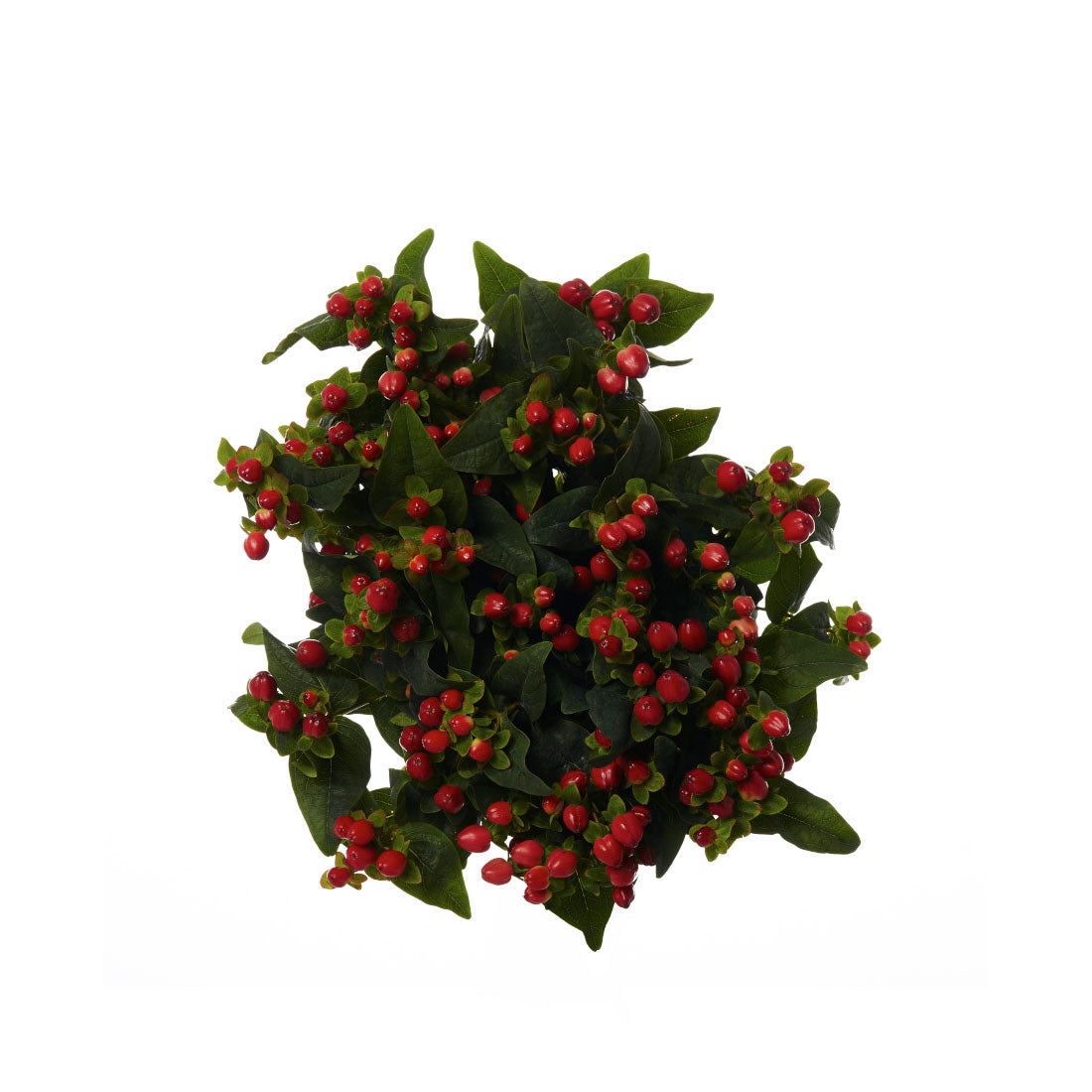 Hypericum Berry, Red – Charlotte Flower Market