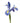 Iris, Lavender