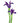 Iris, Purple