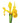 Iris, Yellow