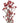 Kangaroo Paw, Red
