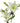 Asiatic Lily, White