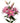 Lily Double Surprise, Pink