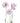 Lisianthus, Lavender