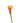 Calla Lily Mini, Orange