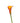 Calla Lily Mini, Orange