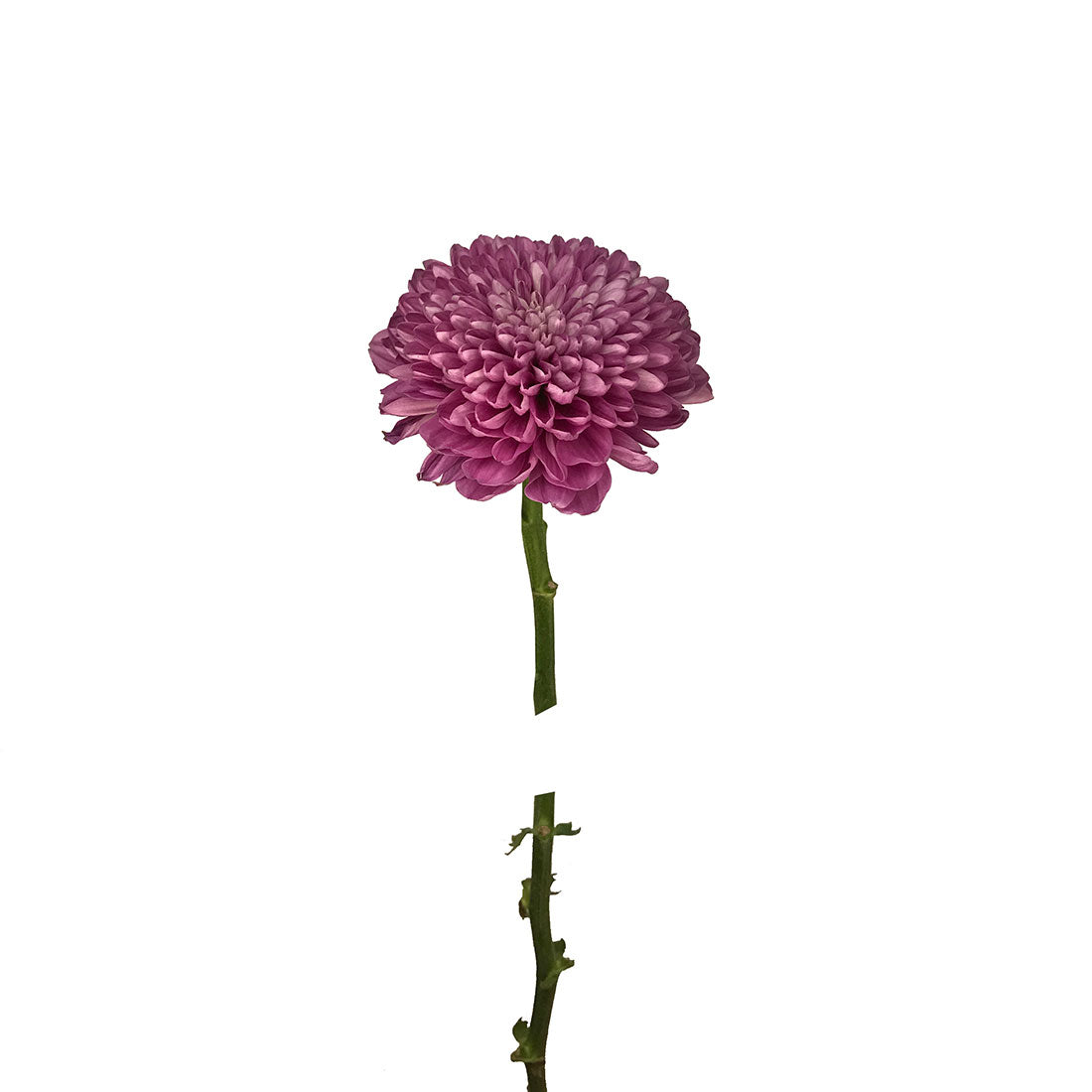 Mum Disbud Ball, Lavender – Charlotte Flower Market