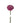 Mum Disbud Ball, Lavender
