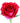 Rose, BiColor Red Intuition, Red