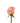 Rose, Coral Coral Reef