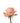 Rose, Coral Coral Reef