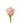 Rose, Coral Engagement