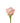 Rose, Coral Engagement
