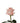 Rose, Coral Engagement