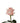 Rose, Coral Engagement