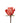 Rose, Coral Movie Star