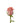 Rose, Coral Amsterdam