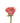 Rose, Coral Amsterdam