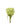 Rose, Green Supergreen