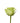 Rose, Green Supergreen
