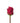 Rose, Hot Pink Cherry-O