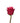Rose, Hot Pink Cherry-O