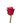 Rose, Hot Pink Cherry-O