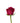 Rose, Hot Pink Roseberry