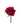 Rose, Hot Pink Roseberry