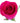 Rose, Hot Pink Pizzazz