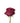 Rose, Lavender Blueberry