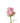 Rose, Light Pink Jessika