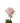 Rose, Light Pink Jessika