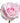 Rose, Light Pink Sweet Akito