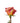 Rose, Orange Free Spirit