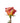 Rose, Orange Free Spirit