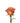 Rose, Orange Free Spirit