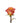 Rose, Orange Free Spirit
