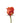 Rose, Orange Orange Crush