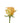 Rose, Peach Cumbia