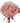 Rose, Peach Kahala