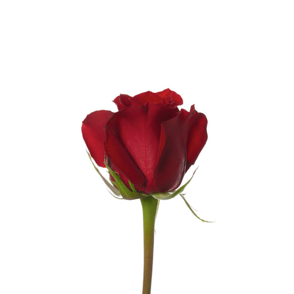 Rose, Red Freedom – Lovingly Charlotte Flower Market