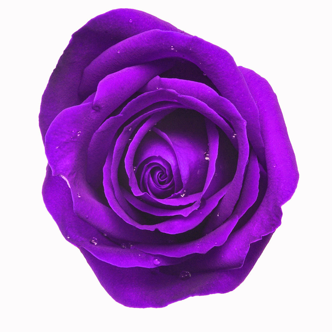 Single Lavender Rose