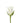 Rose, White Akito
