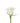 Rose, White Akito