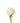 Rose, White Playa Blanca