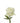Rose, White Playa Blanca