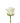 Rose, White Polar Star